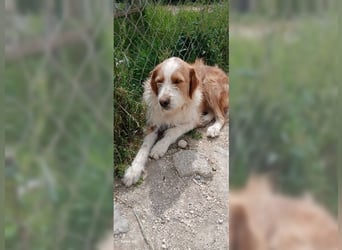 Pixie, schüchterner, liebevoller Rüde