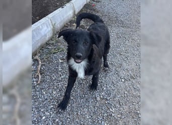 Kira, lustige, freundliche, junge Hündin