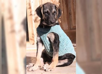 Kian, liebevoller junger Rüde