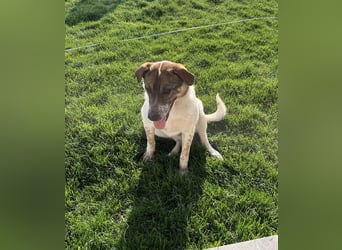 Hübsche Olive sucht ihr eigenes Körbchen