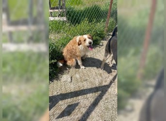 Pixie, schüchterner, liebevoller Rüde