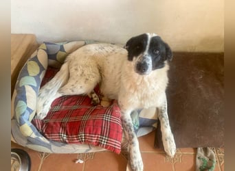 Große Monnie sucht Ihr passendes Körbchen