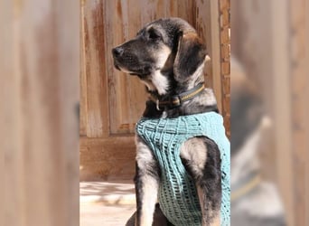 Kian, liebevoller junger Rüde