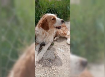 Pixie, schüchterner, liebevoller Rüde