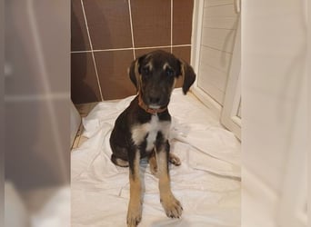 Kian, liebevoller junger Rüde