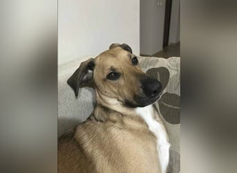 Großer Spike sucht erfahrene Familie