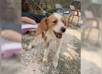 Pixie, schüchterner, liebevoller Rüde