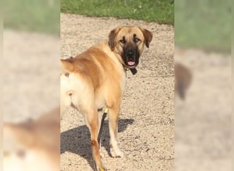 Paula, ausgeglichene, freundliche Hündin