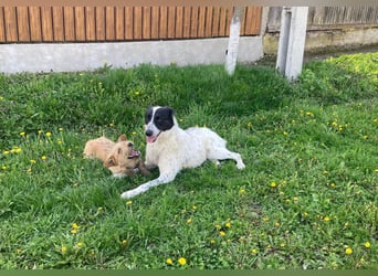Große Monnie sucht Ihr passendes Körbchen