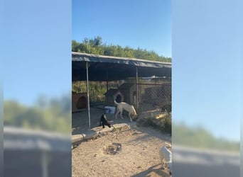 Lucy, soziale, liebevolle Menschenfreundin