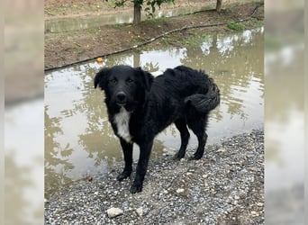 Kira, lustige, freundliche, junge Hündin