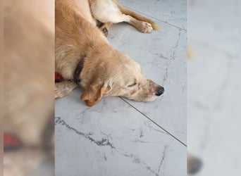 Teddy, ein perfekter Familienhund