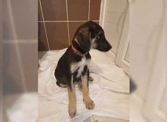 Kian, liebevoller junger Rüde