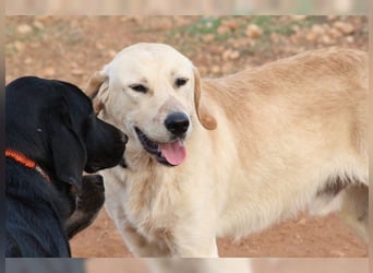 Teddy, ein perfekter Familienhund