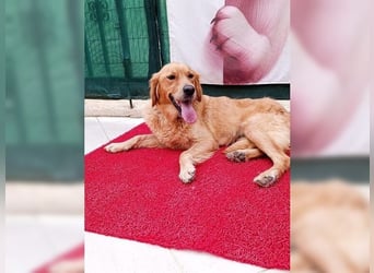 Maya, Golden Retriever Mix mit Charme, toller Familienhund