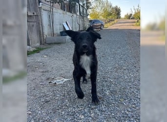 Kira, lustige, freundliche, junge Hündin