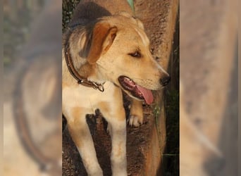 Silas, ein sportlicher junger Wirbelwind, katzenverträglich