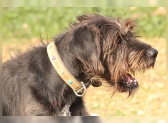 Emma: eine aktive Drahthaar-Dame mit großem Bedürfnis nach Nähe