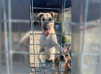 Lucy, soziale, liebevolle Menschenfreundin
