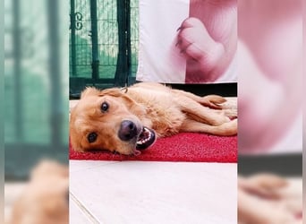 Maya, Golden Retriever Mix mit Charme, toller Familienhund