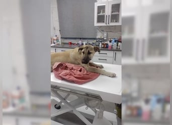 Lucy, soziale, liebevolle Menschenfreundin