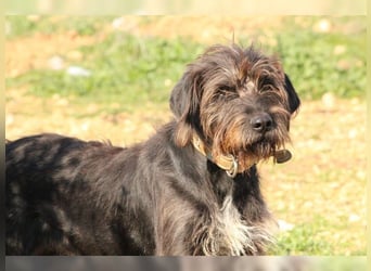 Emma: eine aktive Drahthaar-Dame mit großem Bedürfnis nach Nähe