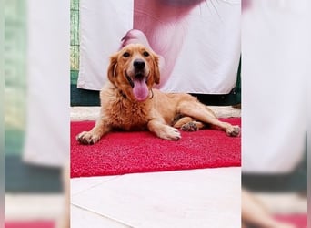 Maya, Golden Retriever Mix mit Charme, toller Familienhund