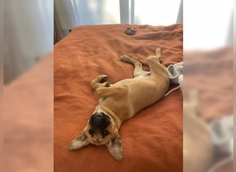 Luna, ein Goldschatz für Liebhaber von Herdenschutzhunden