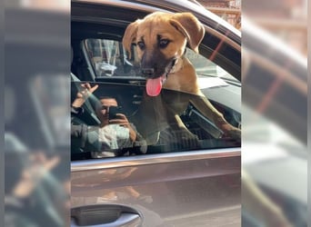 Luna, ein Goldschatz für Liebhaber von Herdenschutzhunden