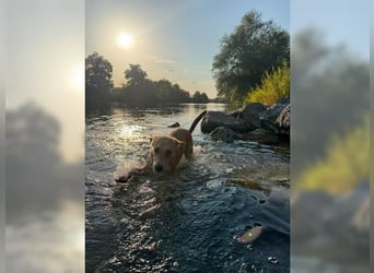 Silas, ein sportlicher junger Wirbelwind, katzenverträglich