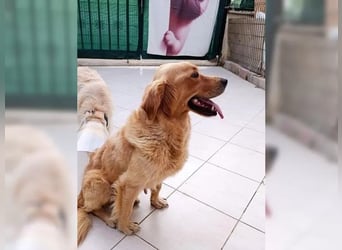 Maya, Golden Retriever Mix mit Charme, toller Familienhund