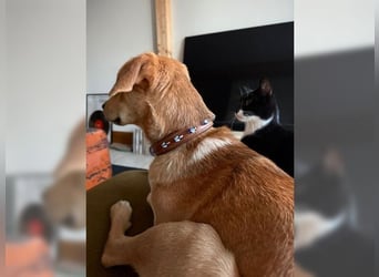 Silas, ein sportlicher junger Wirbelwind, katzenverträglich