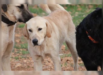 Teddy, ein perfekter Familienhund