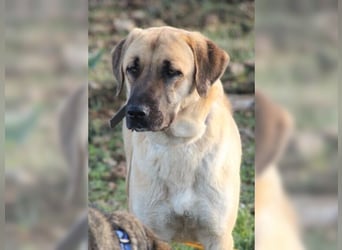 Paula, ausgeglichene, freundliche Hündin