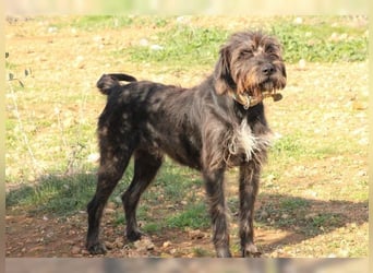 Emma: eine aktive Drahthaar-Dame mit großem Bedürfnis nach Nähe