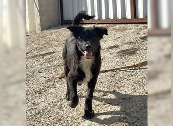 Kira, lustige, freundliche, junge Hündin