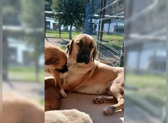 Paula, ausgeglichene, freundliche Hündin