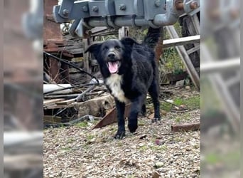 Kira, lustige, freundliche, junge Hündin