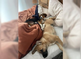 Luna, ein Goldschatz für Liebhaber von Herdenschutzhunden