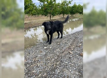 Kira, lustige, freundliche, junge Hündin