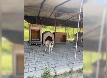 Lucy, soziale, liebevolle Menschenfreundin