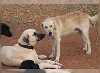 Teddy, ein perfekter Familienhund