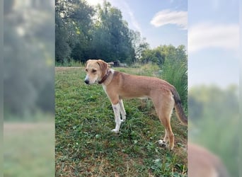 Silas, ein sportlicher junger Wirbelwind, katzenverträglich