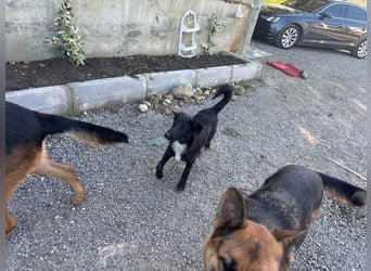 Kira, lustige, freundliche, junge Hündin