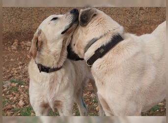 Teddy, ein perfekter Familienhund