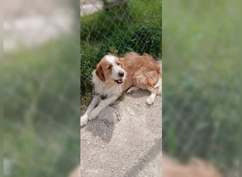 Pixie, schüchterner, liebevoller Rüde