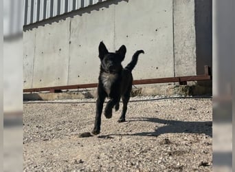 Kira, lustige, freundliche, junge Hündin