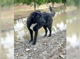 Kira, lustige, freundliche, junge Hündin