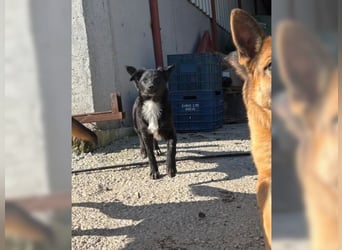 Kira, lustige, freundliche, junge Hündin