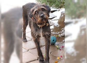 Emma: eine aktive Drahthaar-Dame mit großem Bedürfnis nach Nähe